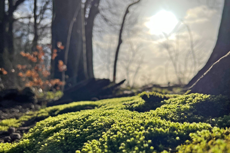 Foto: Im Elisenhain (Greifswald) | Stefan Haacker