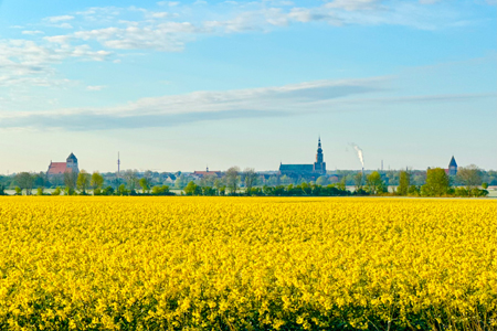 Foto: Rapswiesen mit Blick auf Greifswald (Wackerow) | Sophia Kohr